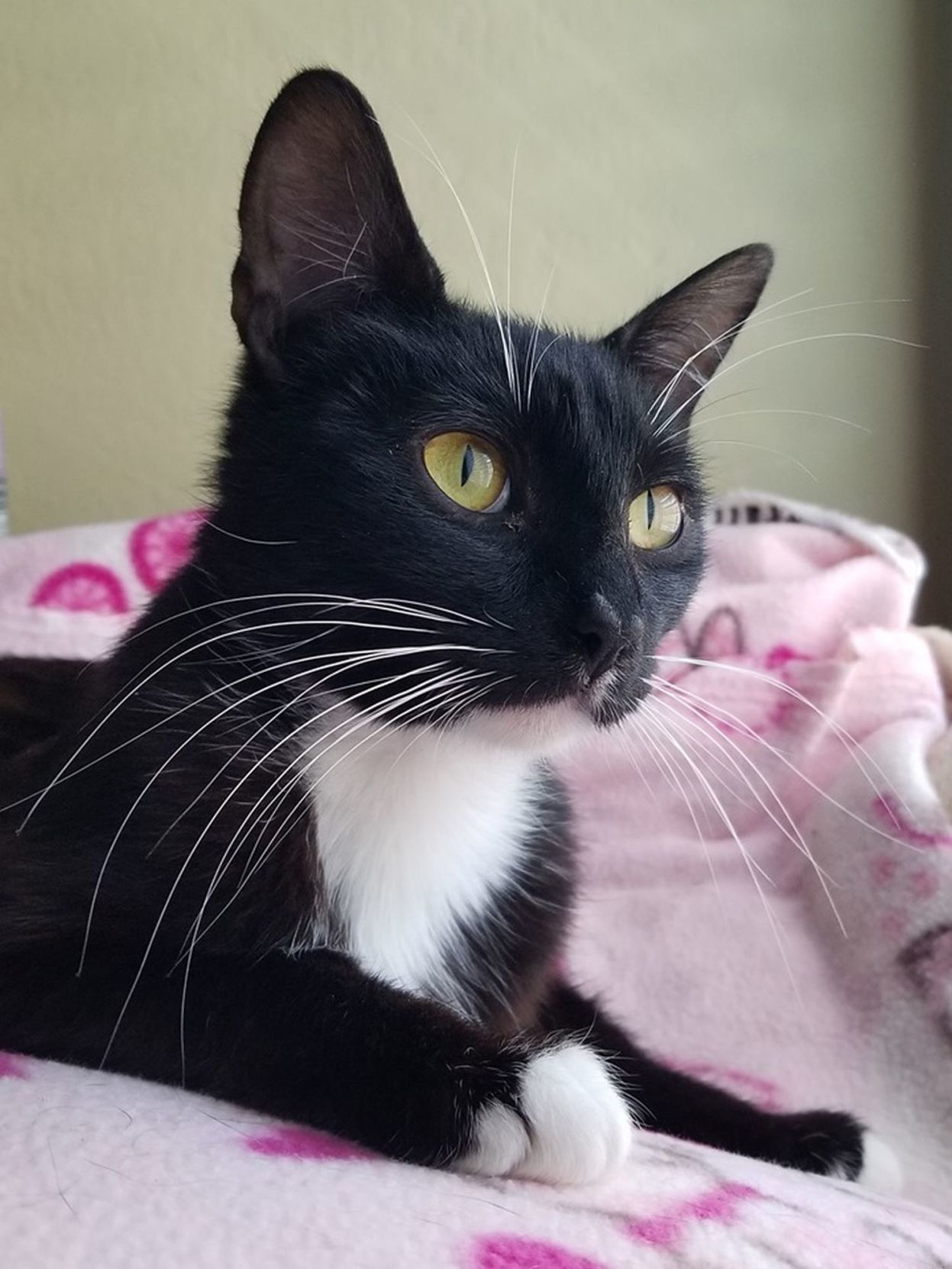 Adopt a Pet | Lady